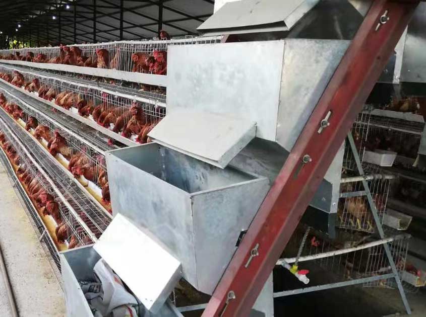 Hot-dipped-galvanized-layer-chicken-cages-for-Guatemala-customer