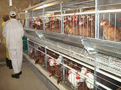 The main points of chicken cage to improve the efficiency of chicken raising