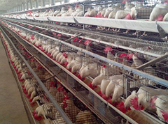 The basic principle of efficient chicken raising in chicken cages