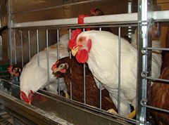 Chicken house cage disinfection steps