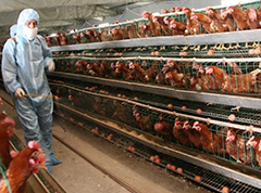 How to improve the environment of chicken cages and chicken houses