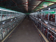 The critical period of broiler cage raising chicken to prevent disease