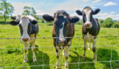 Farm fence