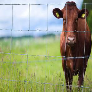 Farm fence