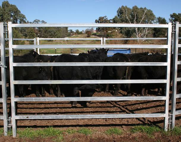 Introduction of cattle fence