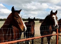 Features of cattle fence