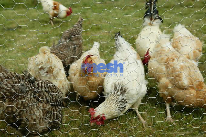 Chicken wire mesh: the basic guarantee to ensure happy and healthy hens